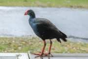 Pukeko Profile