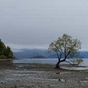 The Wanaka Tree - Colour